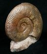 Pseudogrammoceras Ammonite - France #4333-3